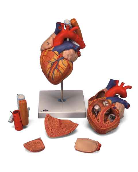 Heart Model with Esophagus and Trachea 2 Times Life-Size 5-Part