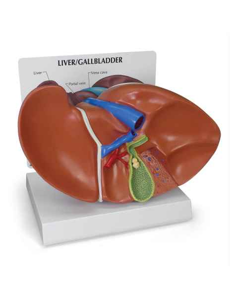 Digestive System Anatomy Models 