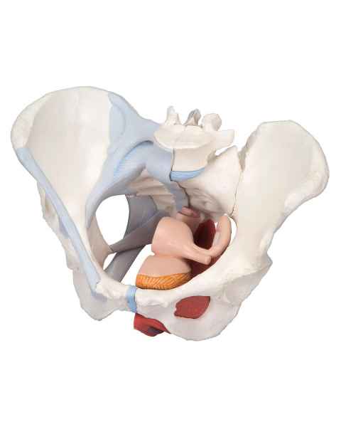 Female Pelvis Model with Ligaments Muscles and Organs Life-Size 4-Part