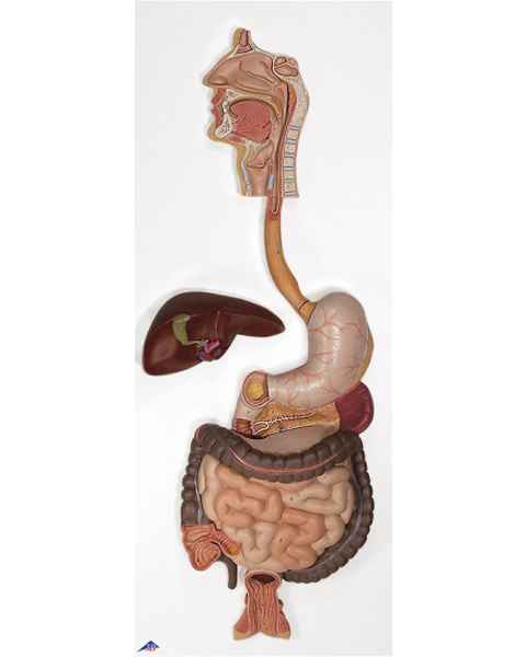 Digestive System Model 2-Part