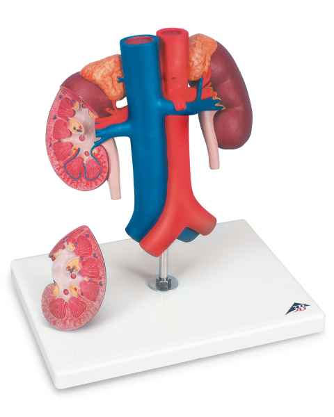 Kidneys with Vessels Model 2-Part