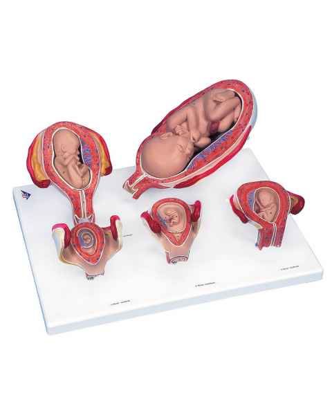 Standard Pregnancy Series - 5 Models
