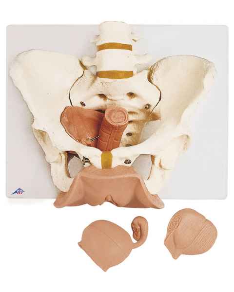 Female Pelvis Skeleton with Genital Organs Model 3-Part