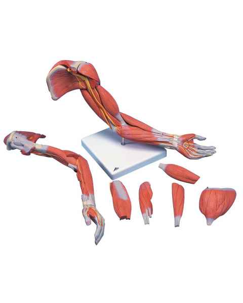 Deluxe Muscle Arm Model 6-Part Life-Size