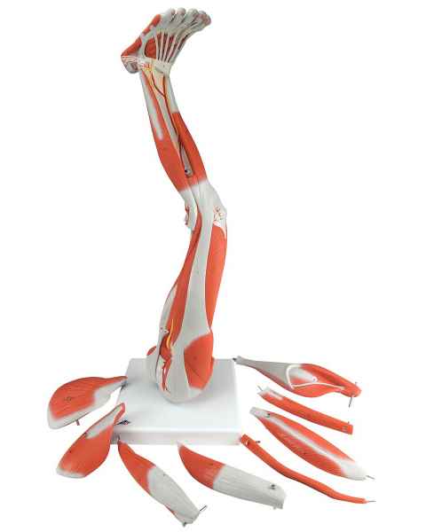 Muscles of the Left Leg Model 9-Part  3/4 Life-Size