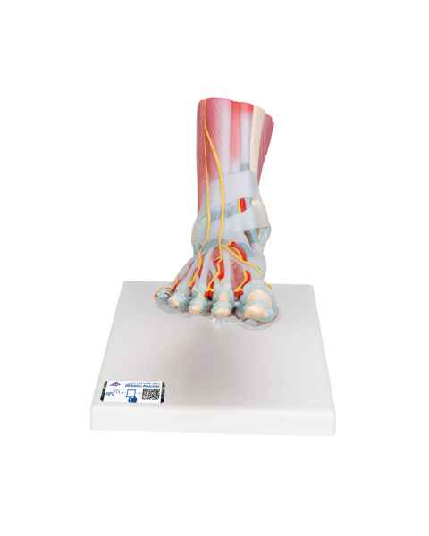 Foot Skeleton Model with Ligaments and Muscles - 3B Smart Anatomy