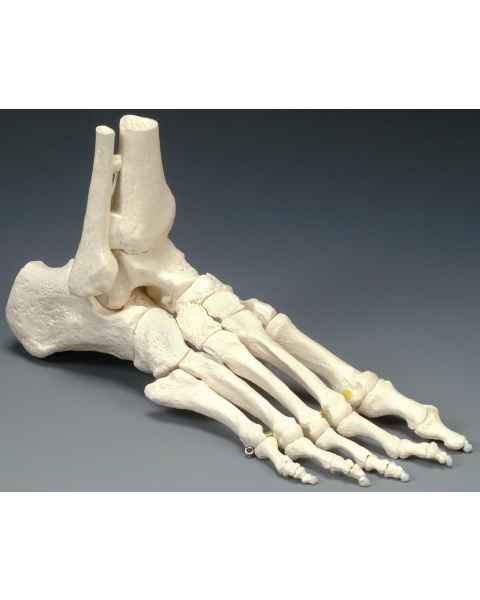 Elastic Foot Model