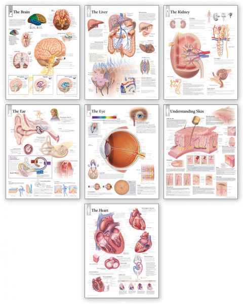 Body Organ Wall Chart Set