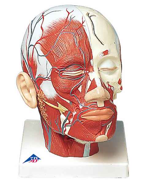 Head and Neck Musculature Model with Blood Vessels