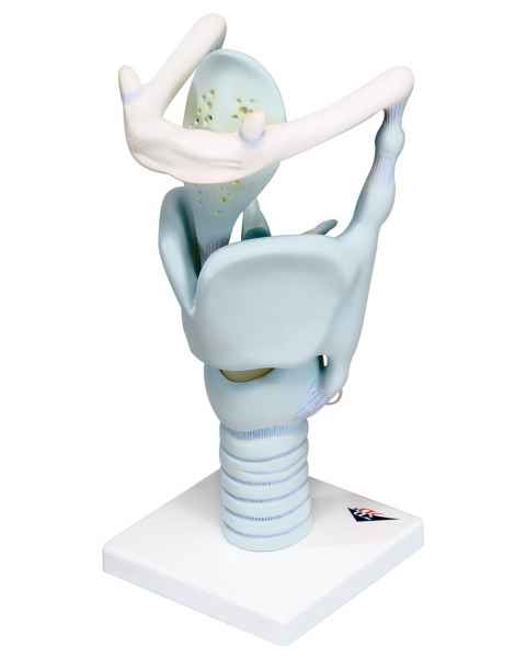 Functional Larynx 3 Times Full-Size