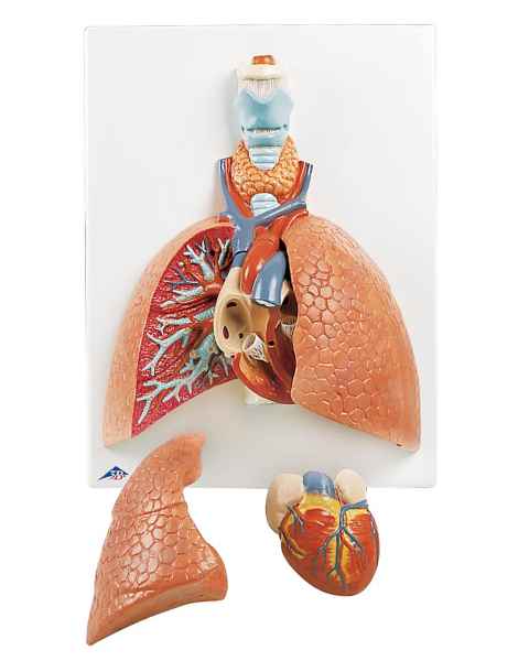 Lung Model with Larynx 5-Part