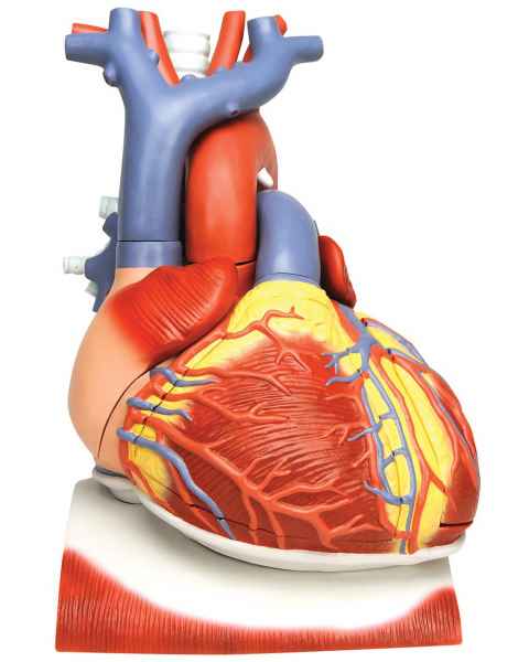 Heart on Diaphragm Model 3 Times Life-Size 10 Part