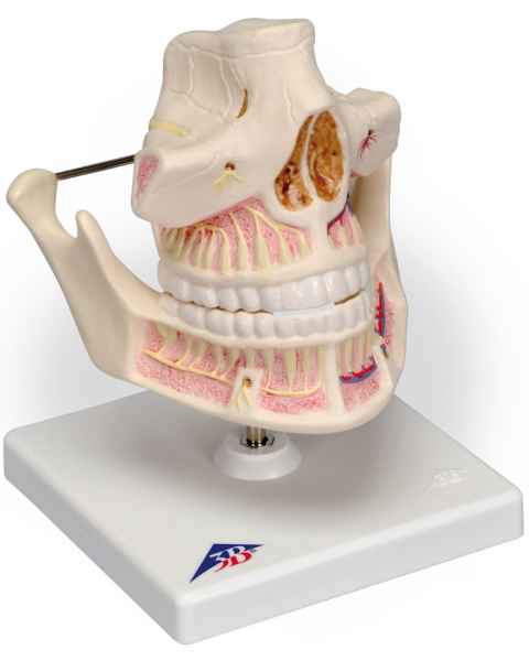 Adult Denture Model