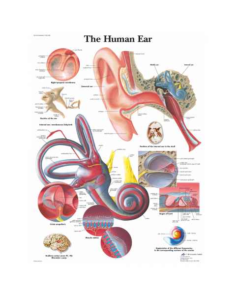 Human Ear Chart