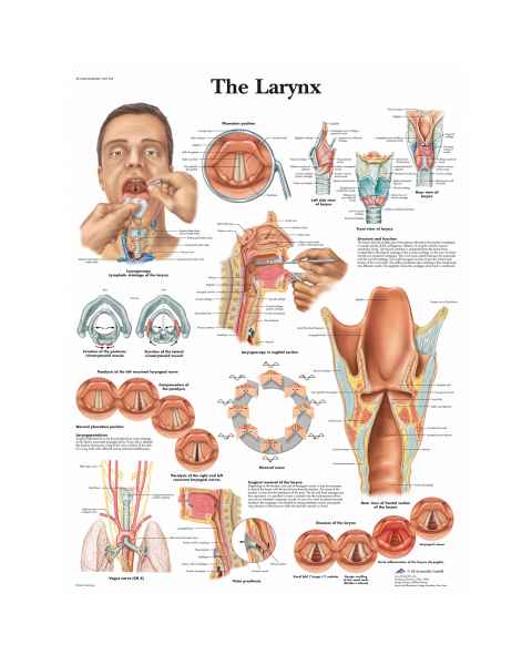 The Larynx Chart