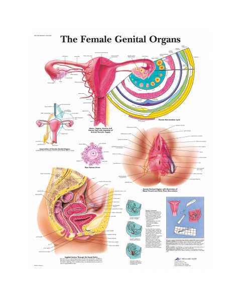 The Female Genital Organs Chart