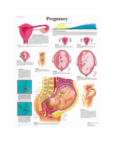 Pregnancy Chart