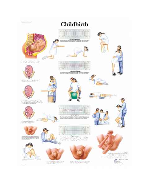 Female Anatomy Charts Female Anatomical Posters