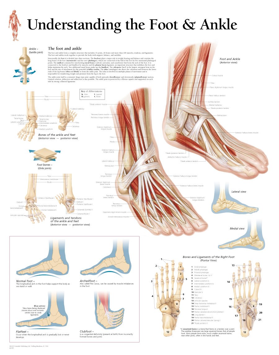 https://www.universalmedicalinc.com/media/catalog/product/cache/30001a70cc972b6c5336337d1270ded8/1/0/1004_understanding-the-foot-and-ankle-chart.jpg