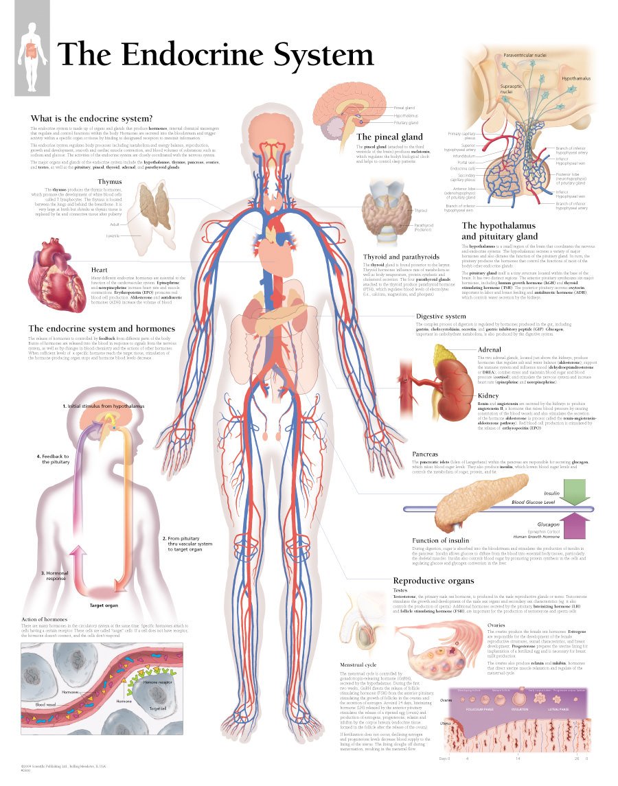 The Endocrine System Chart