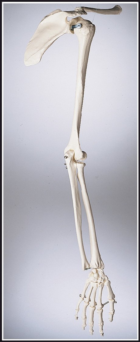 Denoyer Geppert SA86 Premier Arm Skeleton with Shoulder Girdle