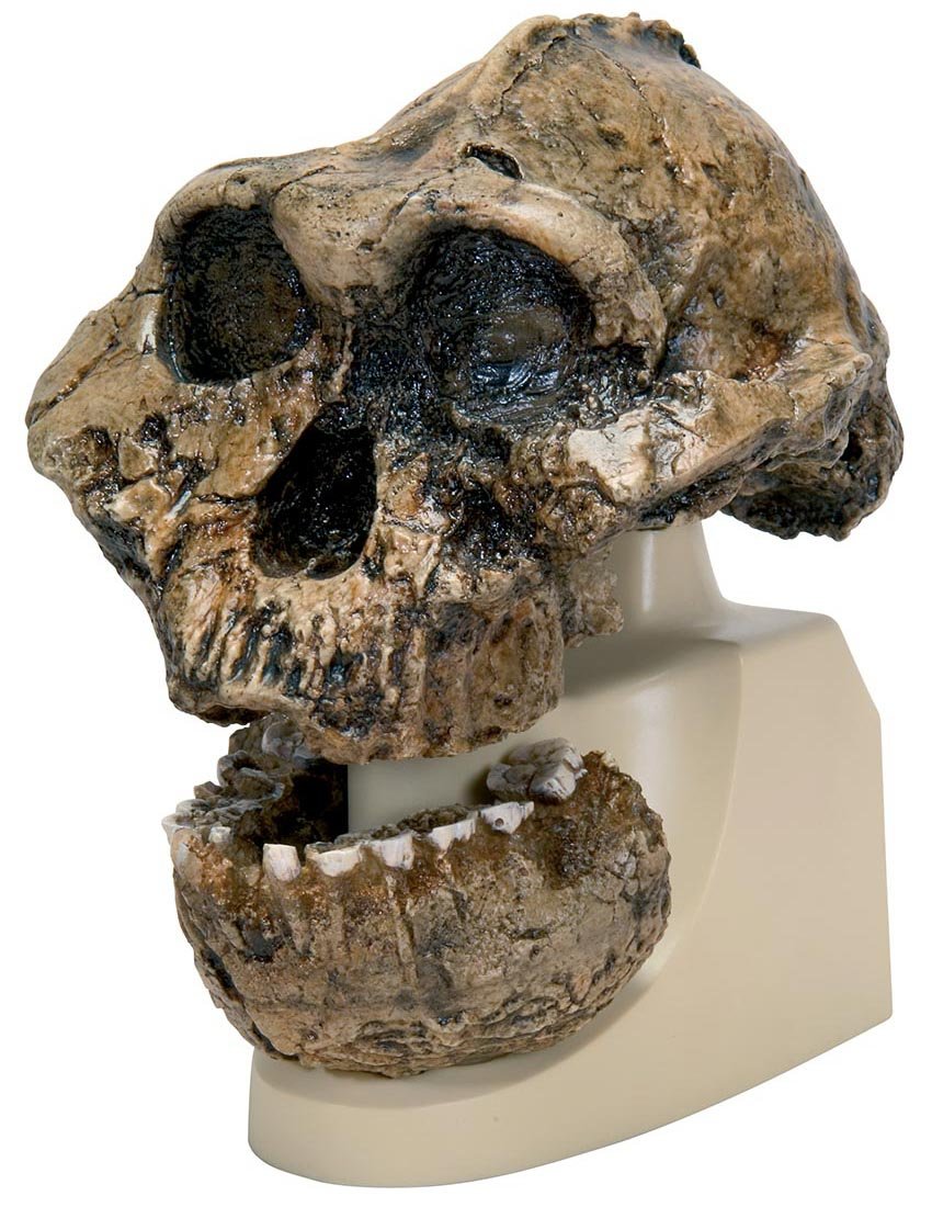 Anthropological Skull Model - KNM-ER 406, Omo L. 7a-125