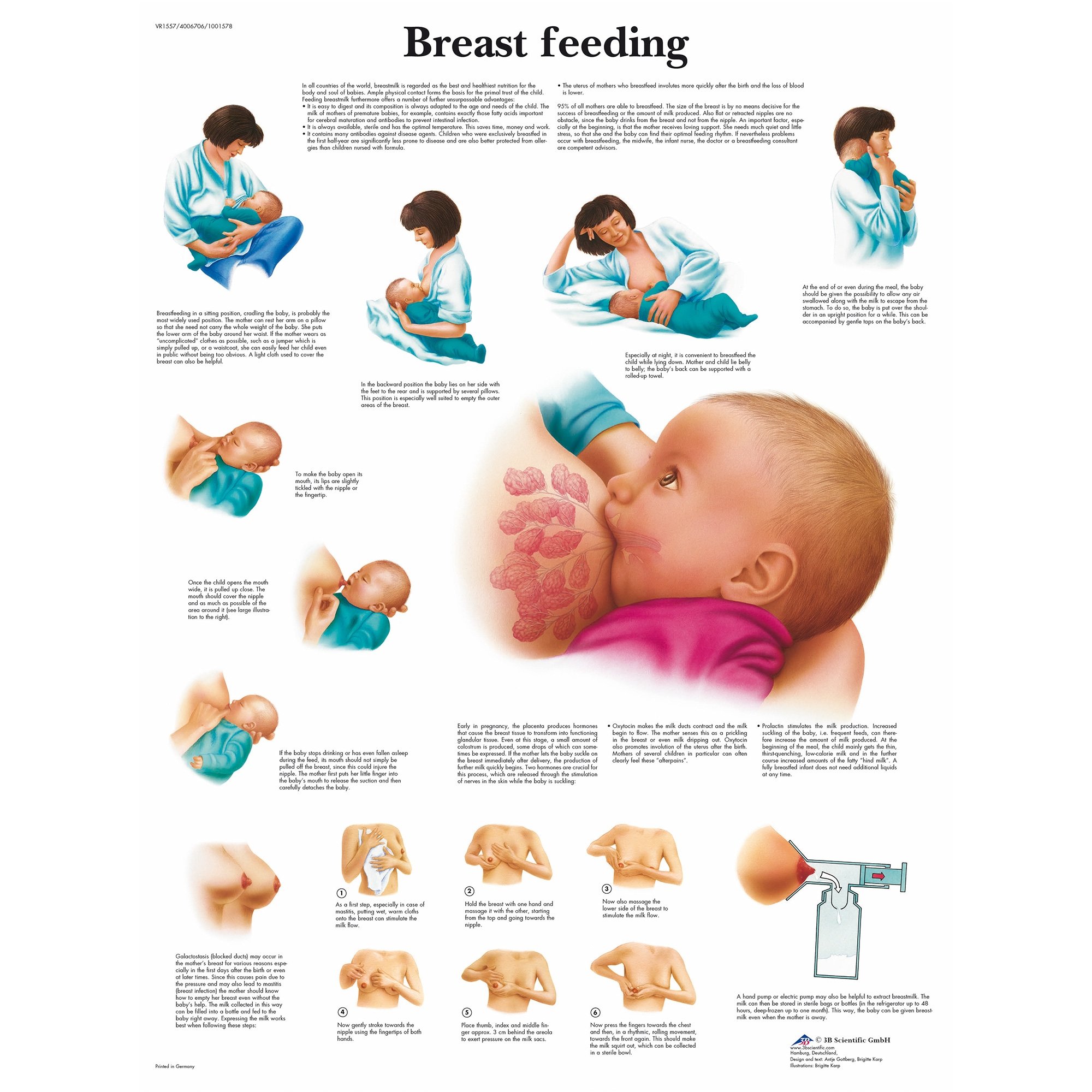 Anatomy of the Lactating Human Breast Structure of the Breast