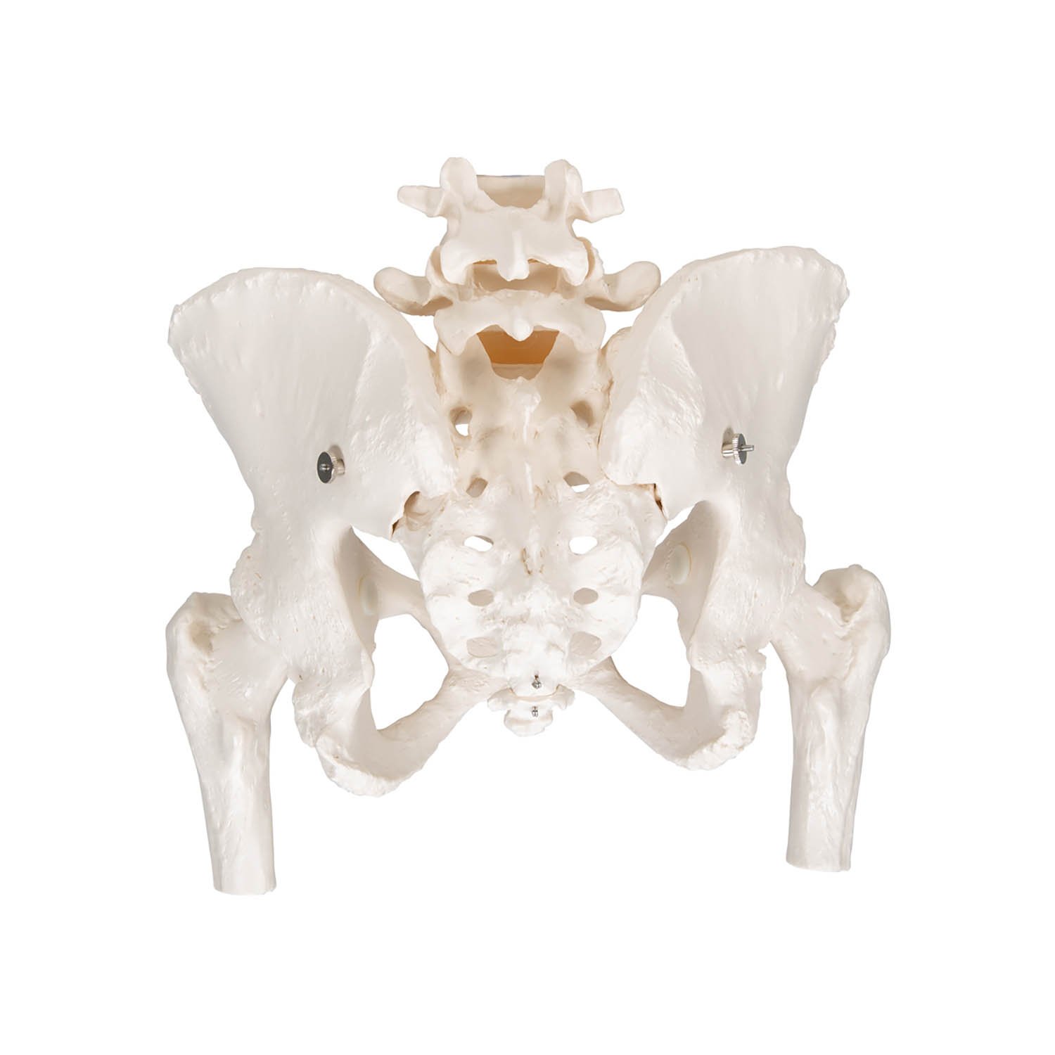 3B Scientific A61 Female Pelvic Skeleton - 3B Smart Anatomy
