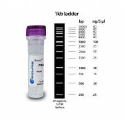 Accuris SmartCheck 1kb DNA Ladder, 500ul / 100 lanes