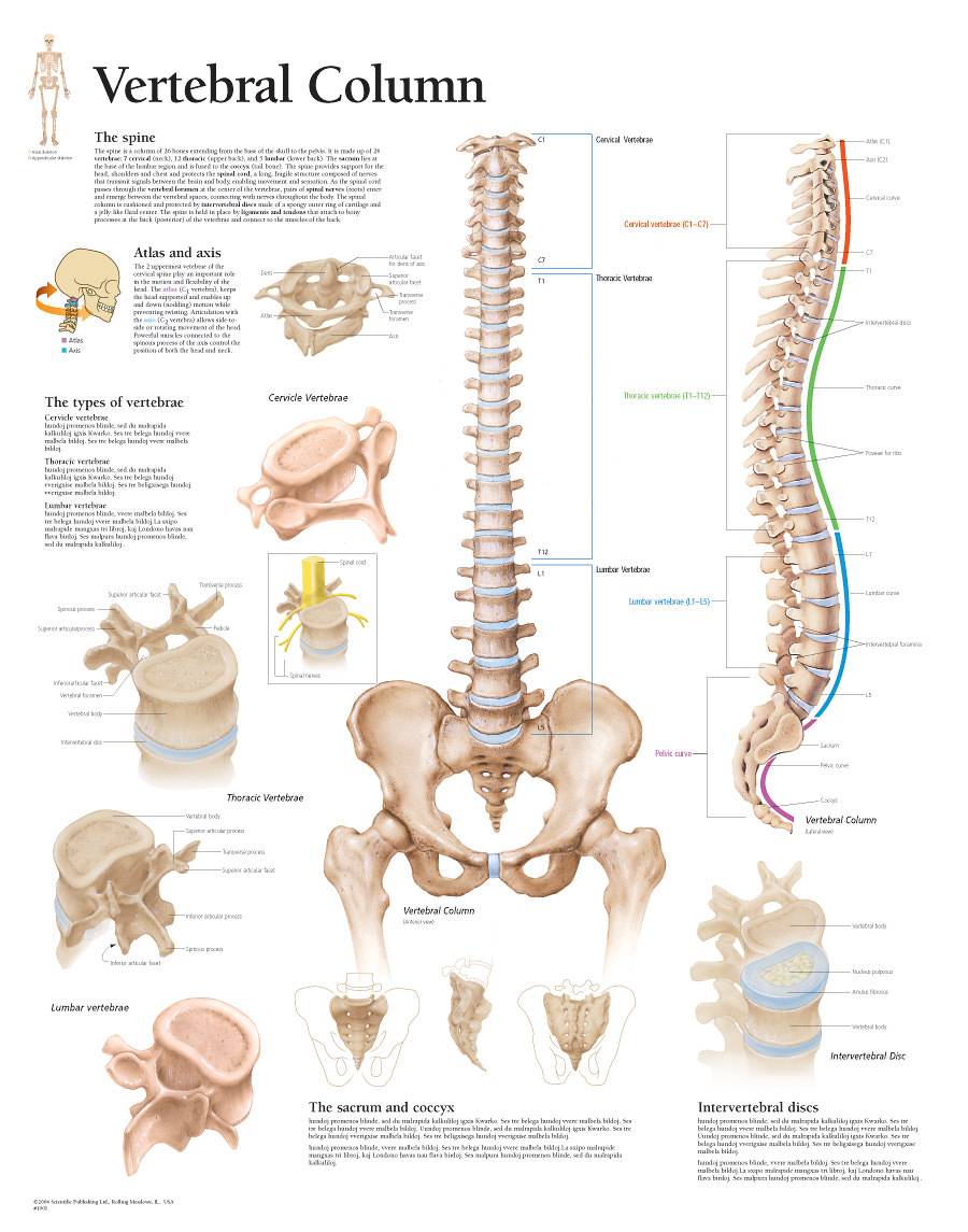 lumbar column