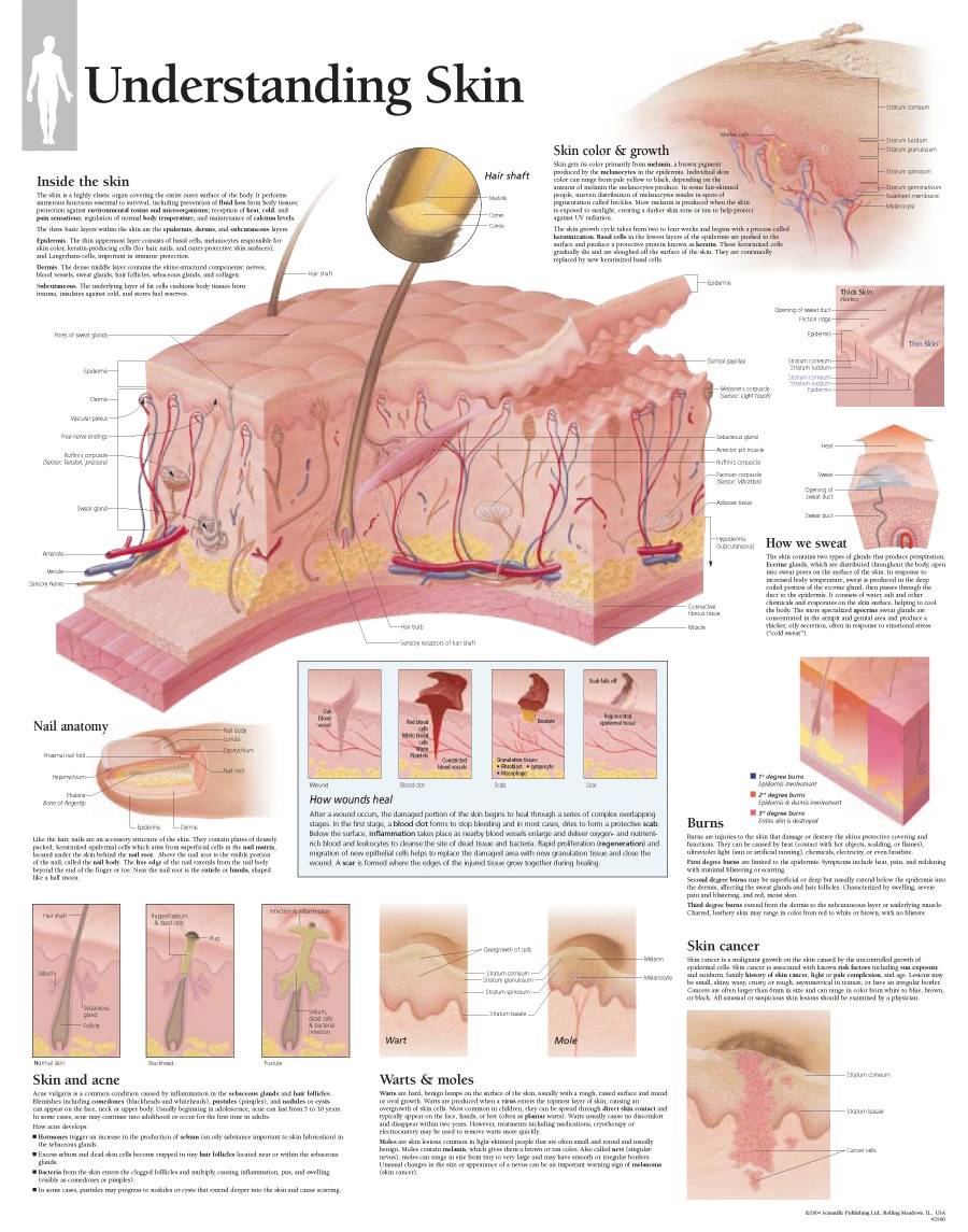 Scientific Publishing Understanding Skin Chart