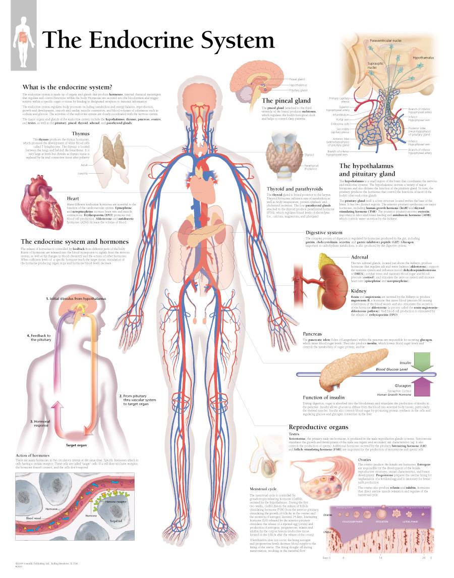 2800 The Endocrine System Chart 