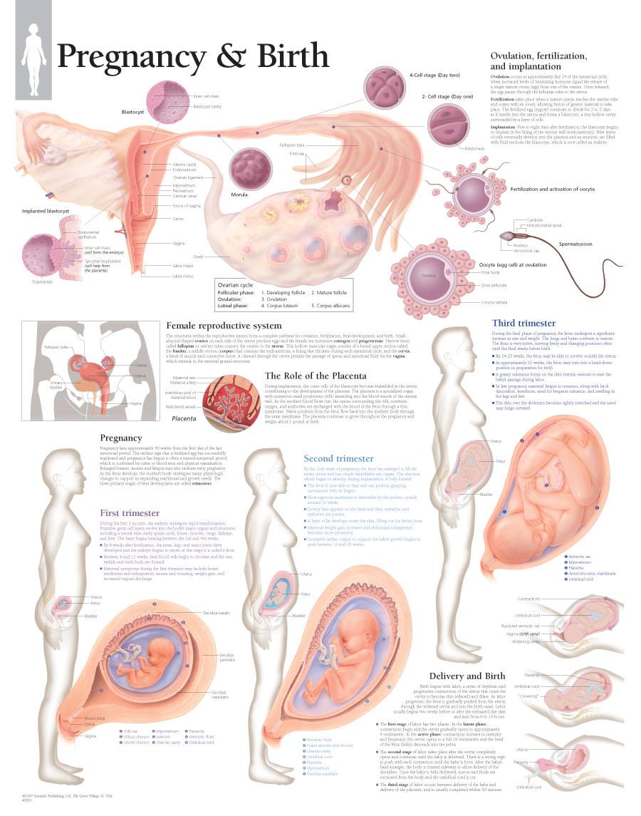 scientific-publishing-pregnancy-and-birth-chart