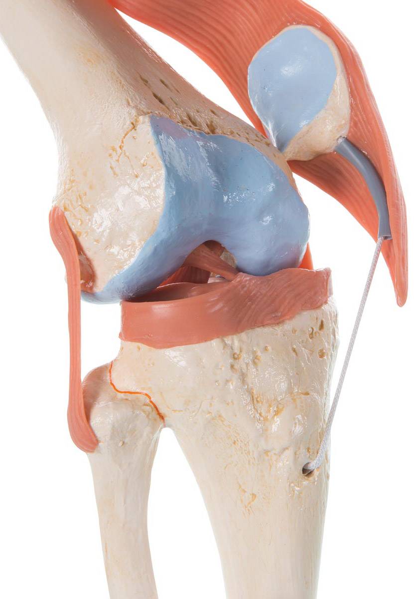 3b-scientific-a82-1-deluxe-functional-knee-joint-model