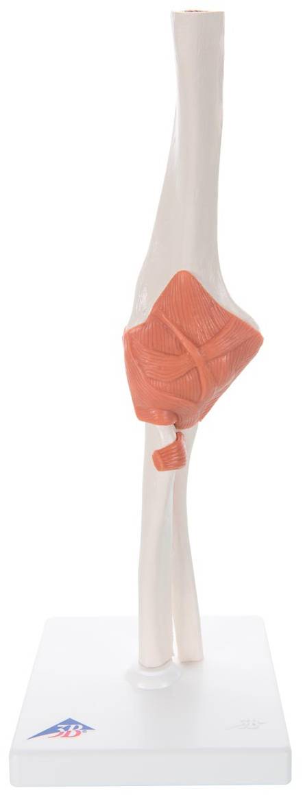 3B Scientific A83 Functional Elbow Joint Model