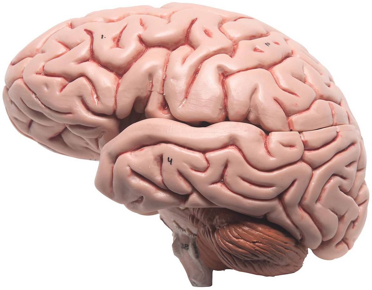 3B Scientific C18 Classic Brain Model 5-Part