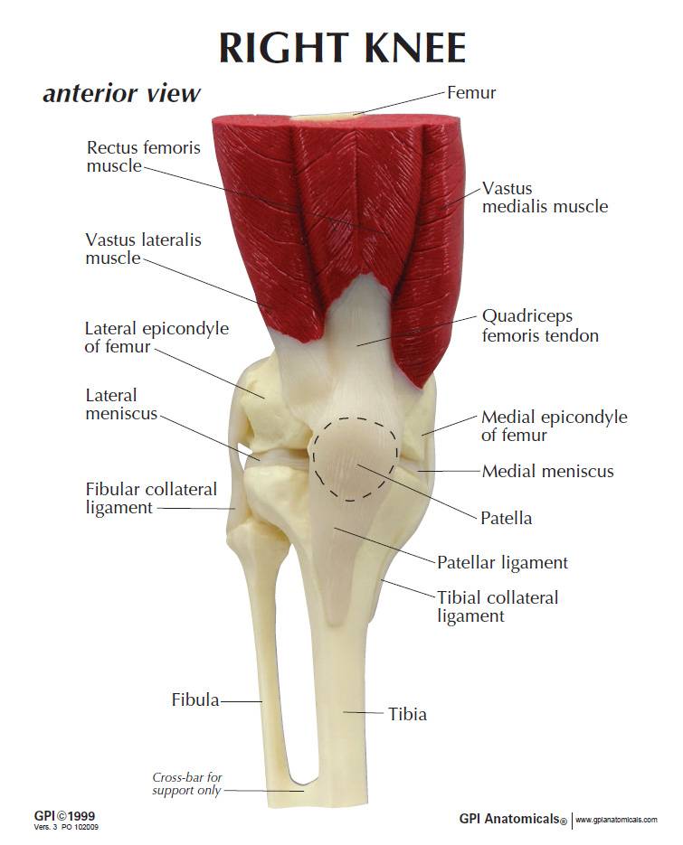 GPI 1060 Muscled Knee Joint Model