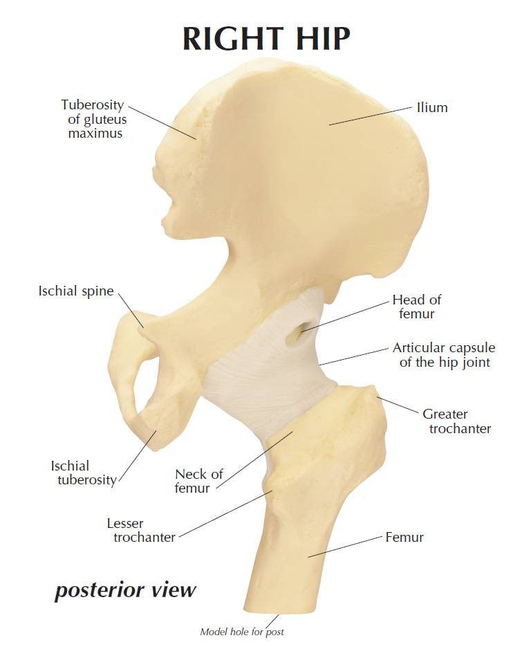 GPI 1260 Basic Hip Model Rigid