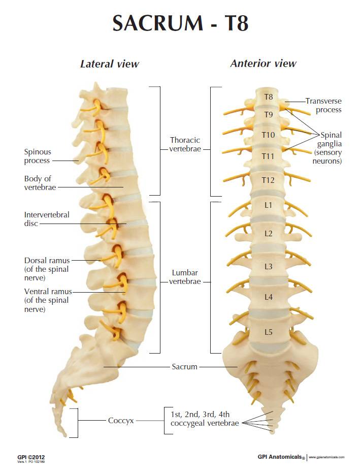 sacral vertebrae anatomy