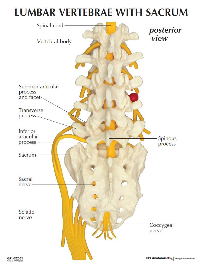 GPI 1700 5-Piece Basic Lumbar Vertebrae With Sacrum Model