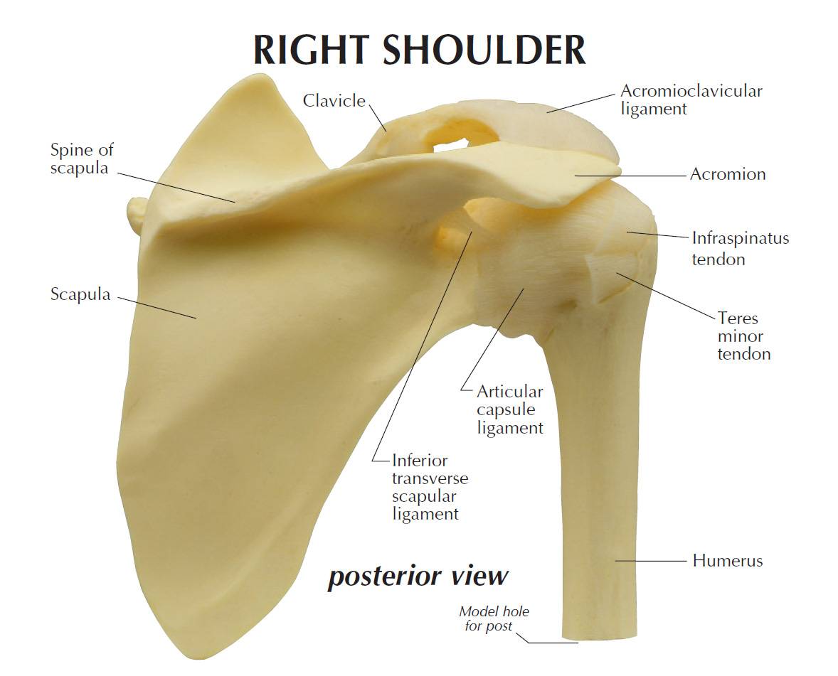 GPI 1790 Basic Right Shoulder Model