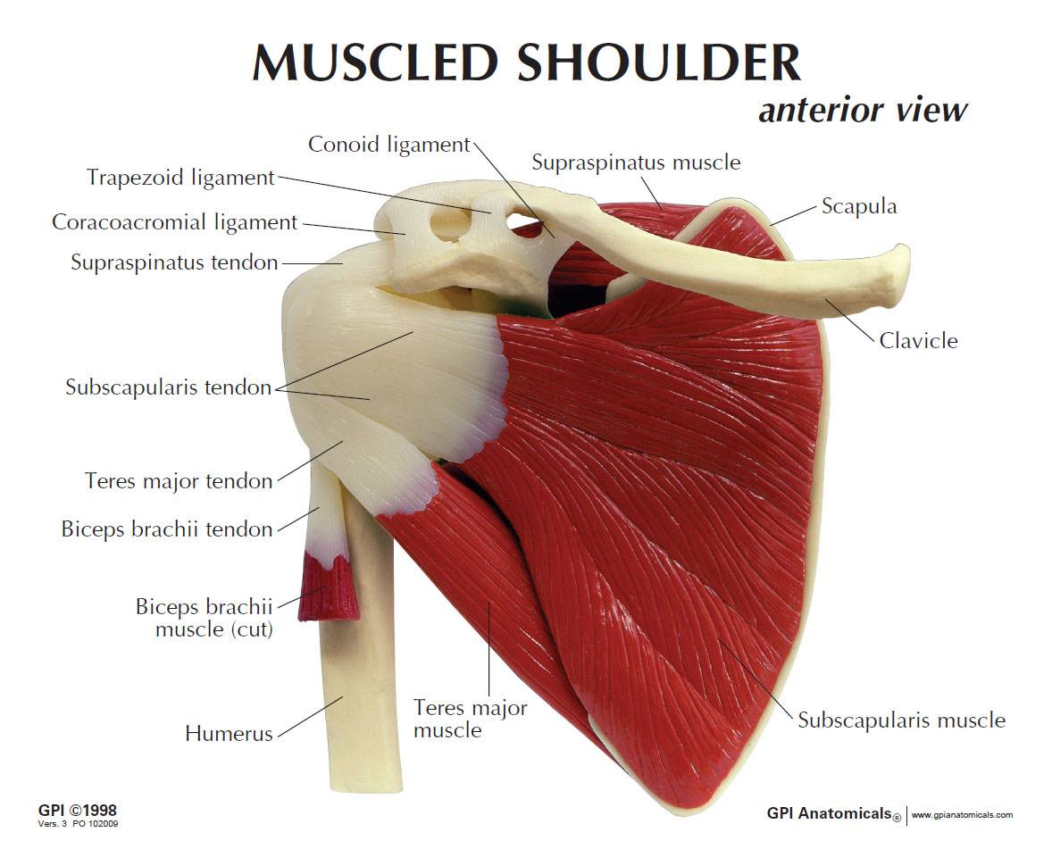 Muscled Shoulder Joint Model | Rotator Cuff Model GPI 1810