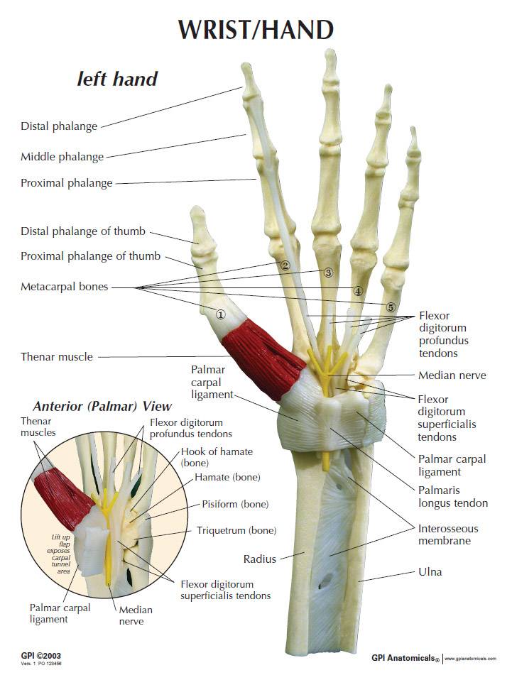 GPI 1920 Wrist and Hand Model