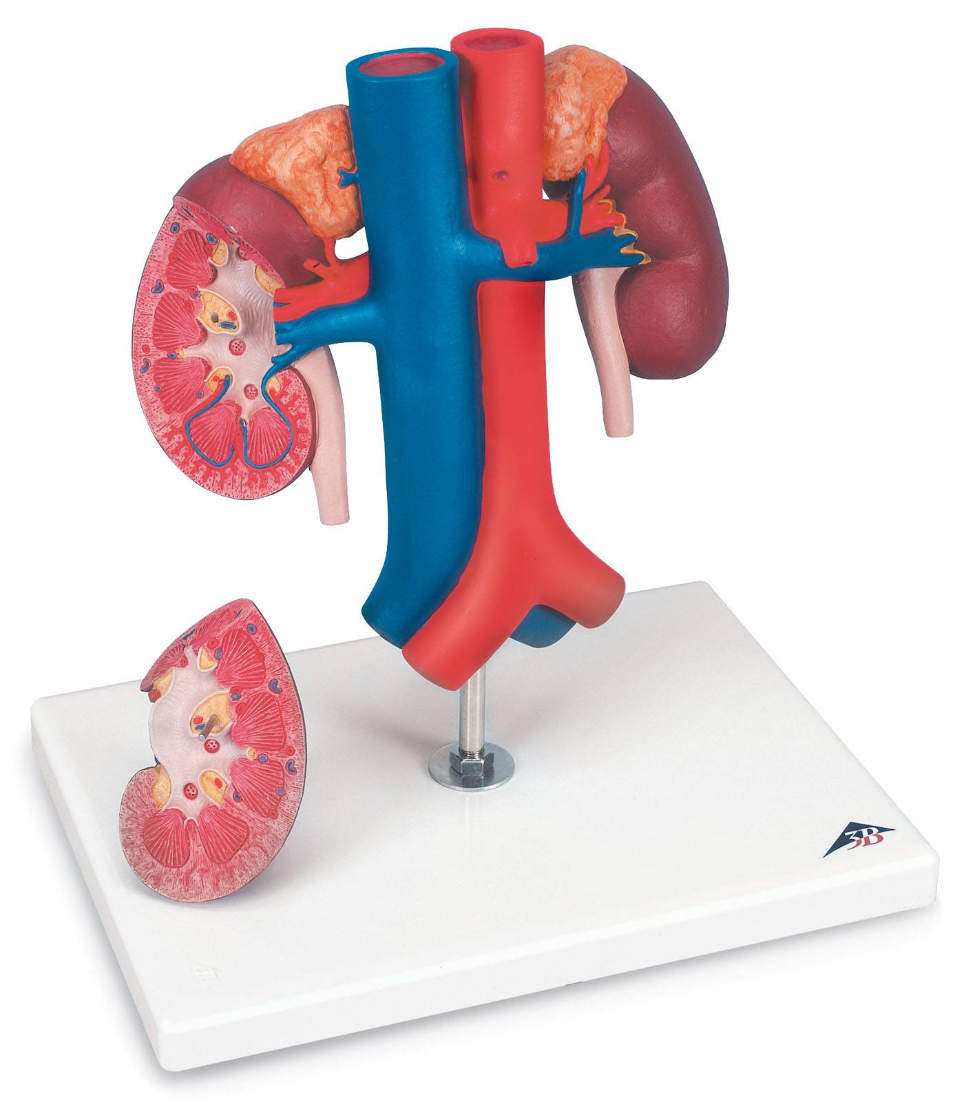 3B Scientific K22-1 Kidneys with Vessels Model 2-Part