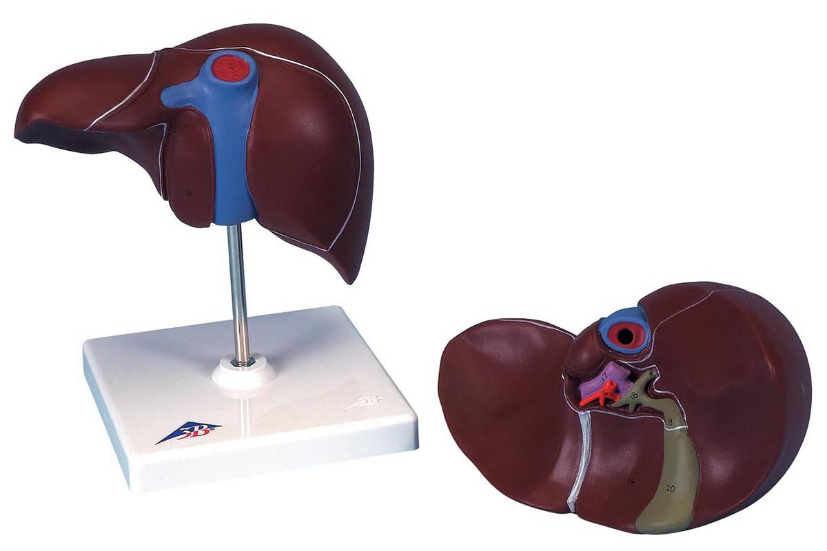 3b Scientific K25 Liver With Gall Bladder Model 8820