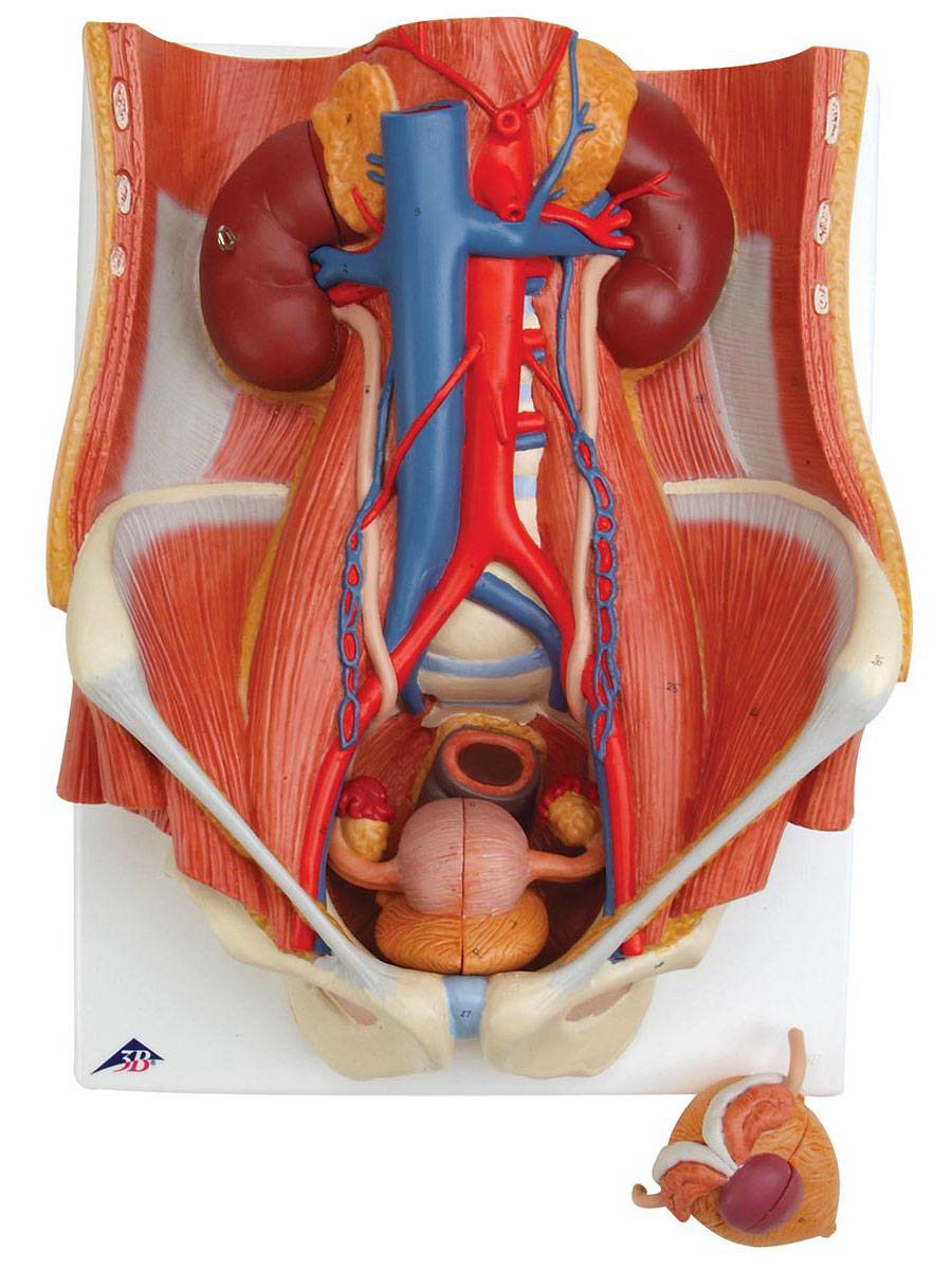 3b Scientific K32 Urinary System Model Of The Male And Female 6 Part