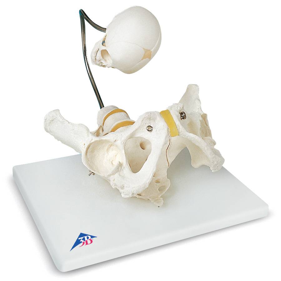 3B Scientific L30 Childbirth Demonstration Pelvis Model