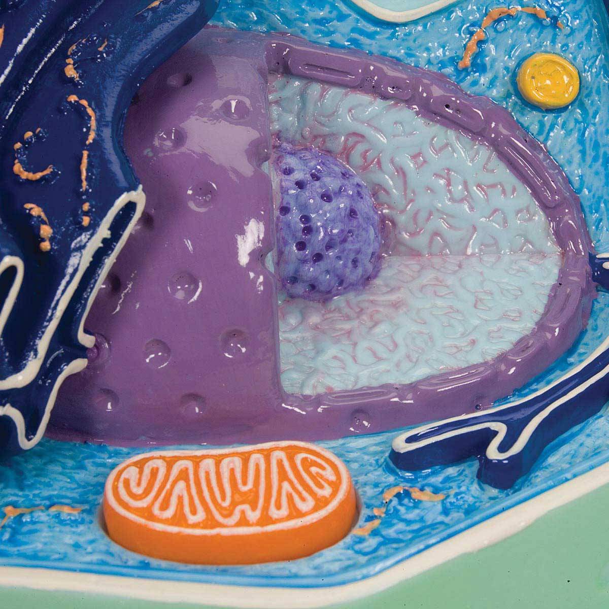 3B Scientific R05 Magnified Plant Cell Model