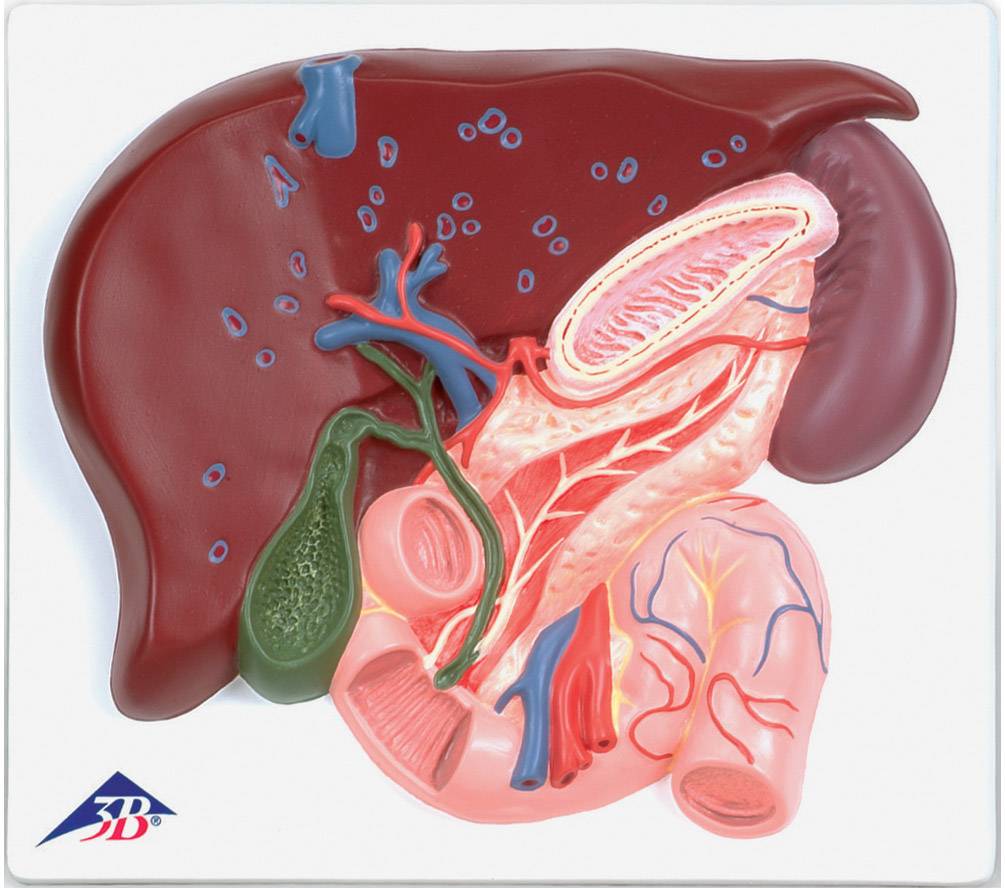 Anatomical Models Liver Pancreas And Duodenum Model Liver Model Sexiz Pix 1915