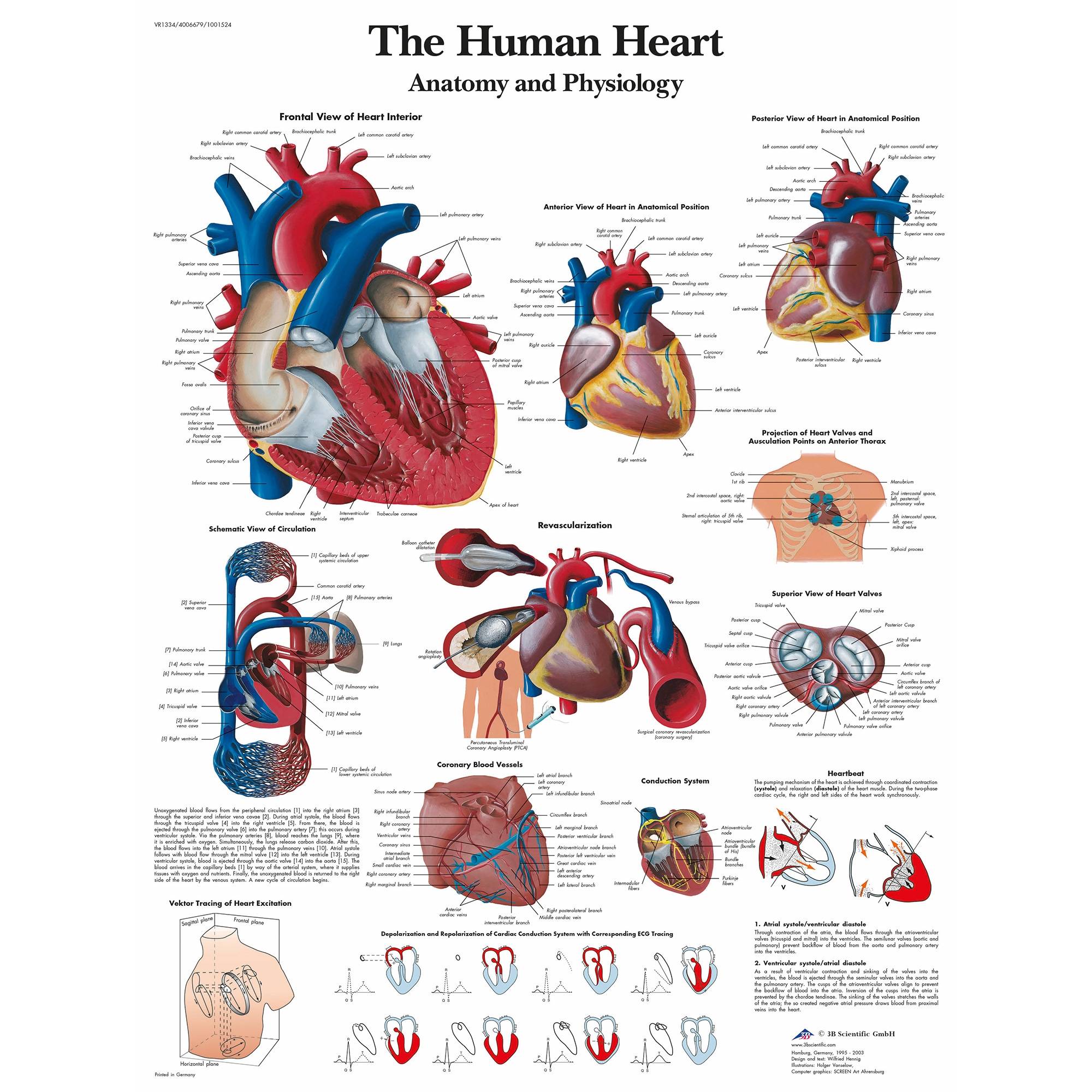 3B Scientific The Human Heart Chart